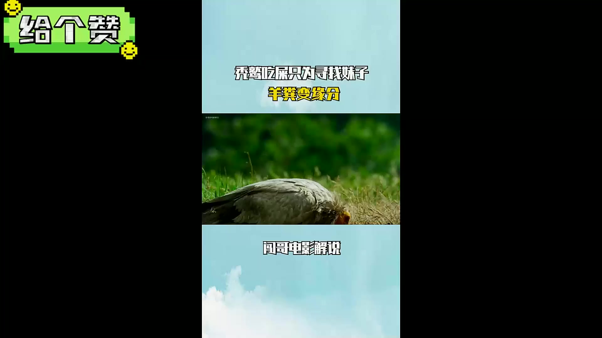 秃鹫吃屎只为寻找妹子，羊粪变缘分