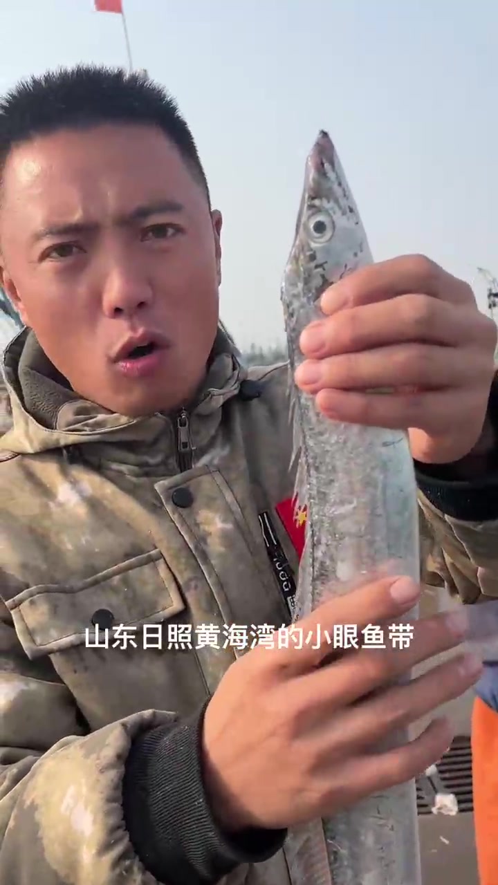 新鲜野生小眼油带鱼上岸