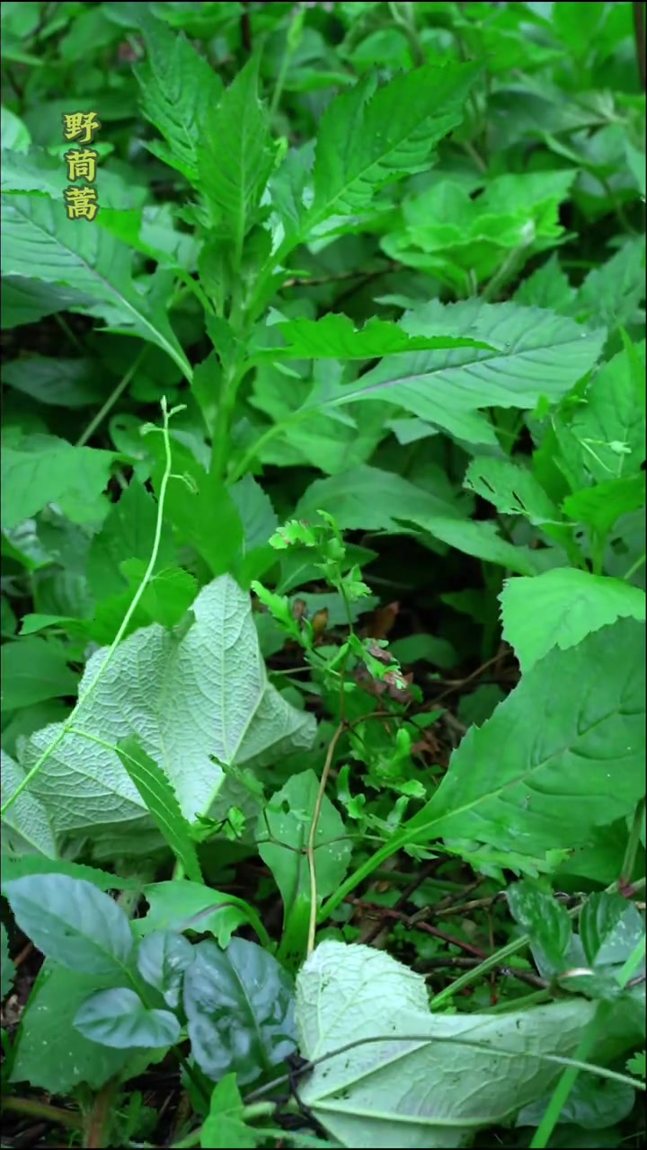 山野至味·时光慢酿，雨天山间采野菜，初夏的水蕨菜，回去路上又找到了野茼蒿，野木耳，牛尾蕨，