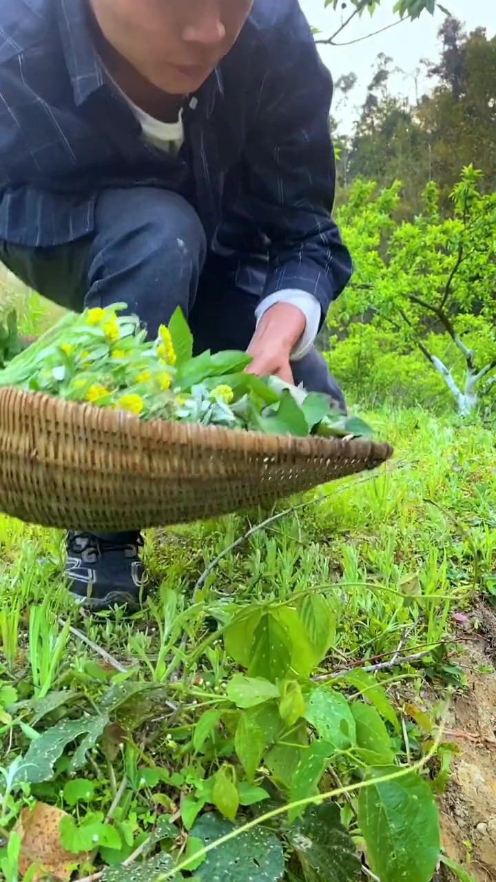 春天打野菜,越摘越痛快,有蕨菜、鱼腥草、田艾草、白花菜