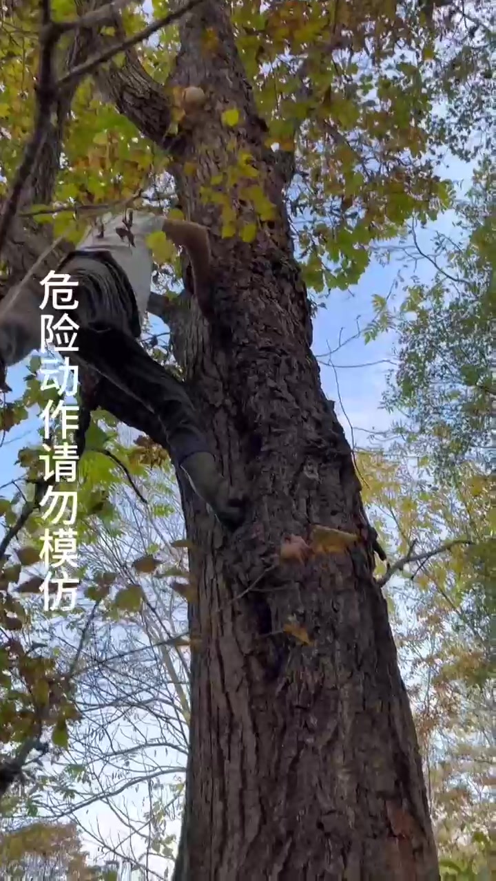 这时候能采到这么大的猴头不容易啊