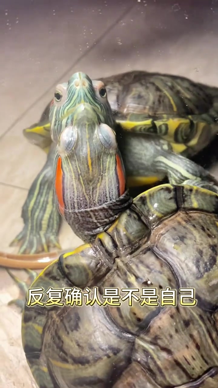 镜子里的肉丸好可爱啊～