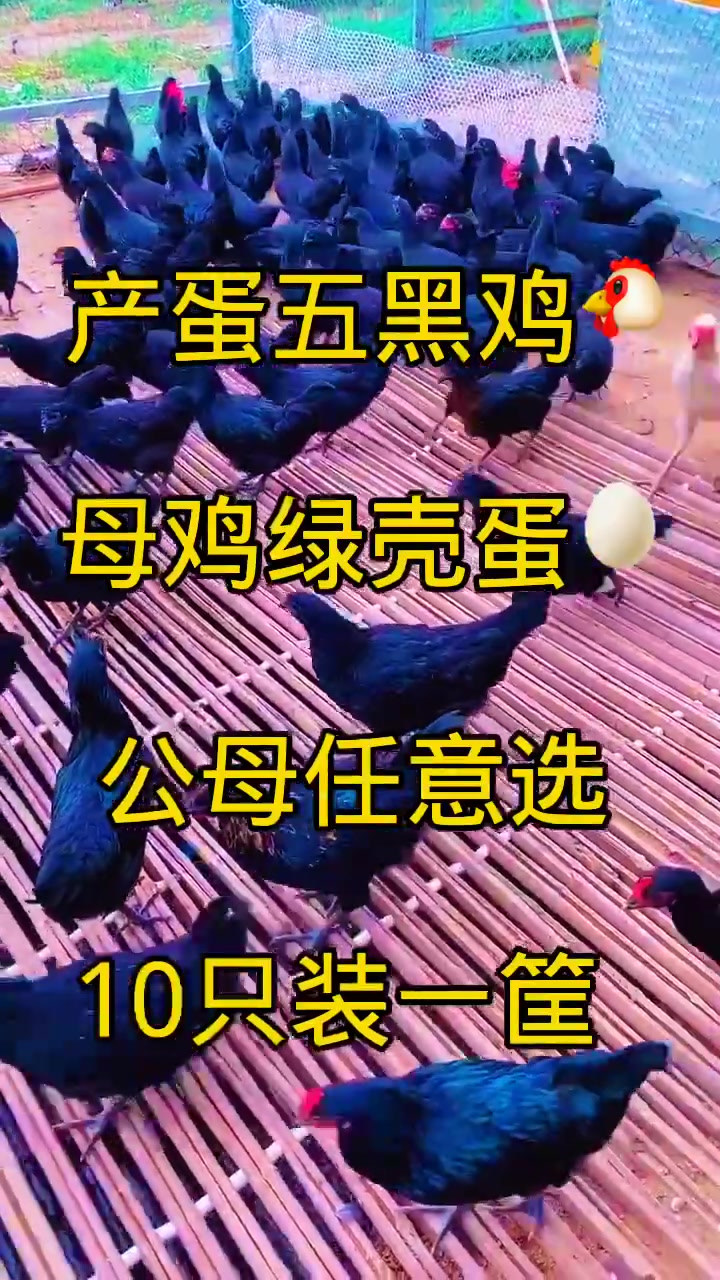 公母任意挑选10只装一筐产蛋多的五黑鸡