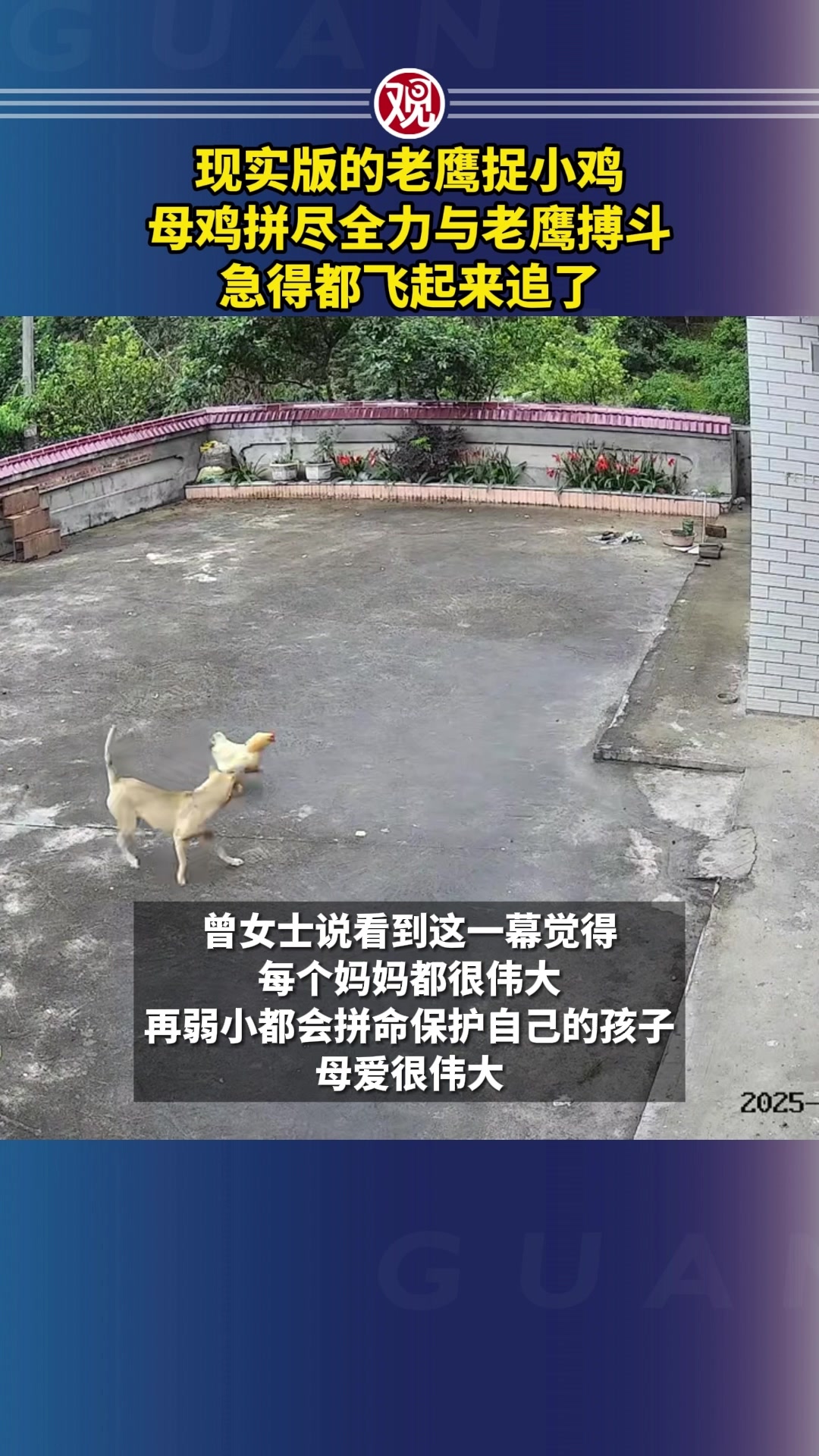 现实版的老鹰捉小鸡!母鸡拼尽全力与老鹰搏斗,急得都飞起来追了