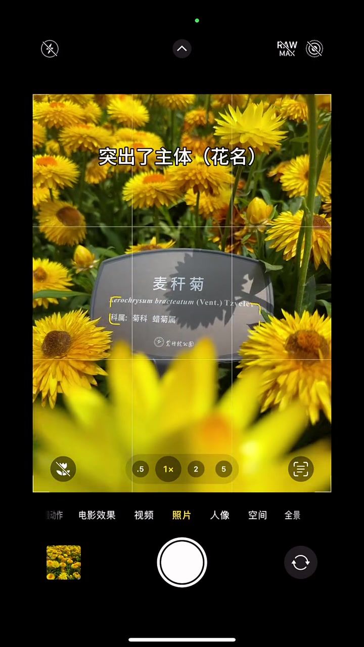 菊花的拍摄技巧,谁拍谁出片