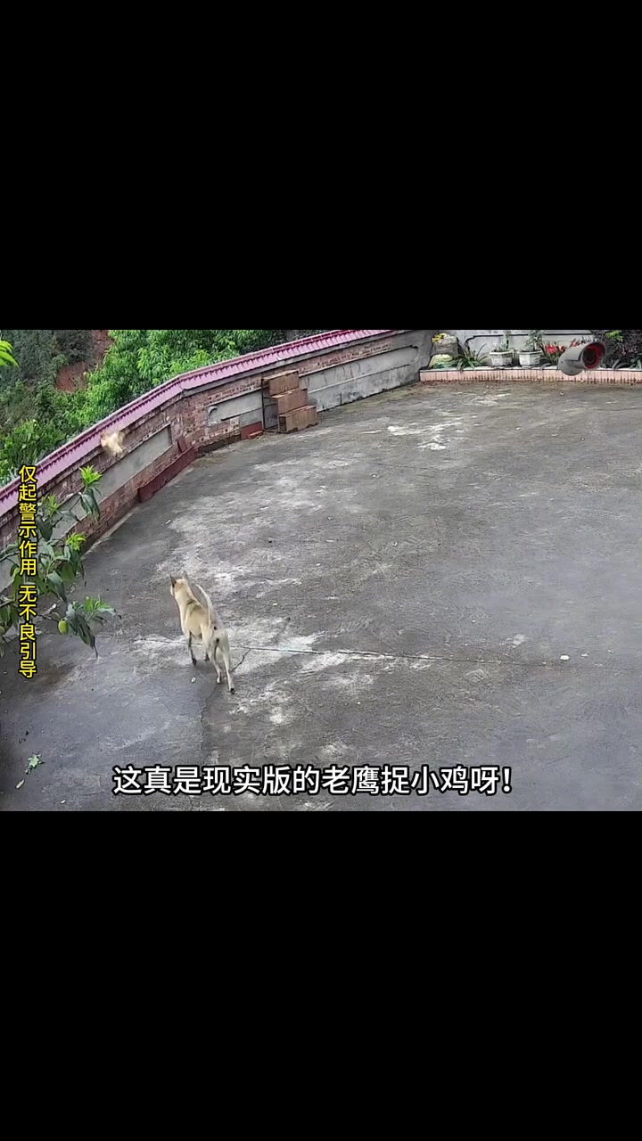 保护小鸡的鸡妈妈