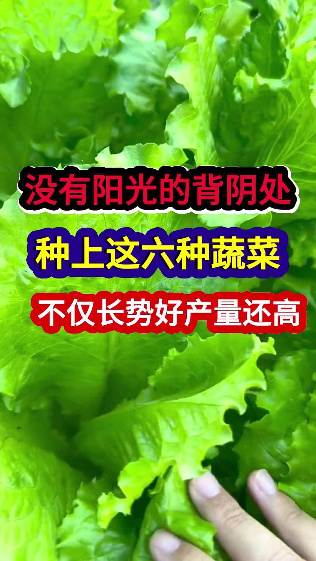 没有阳光的背阴处种上这六种蔬菜不仅长势好产量还高