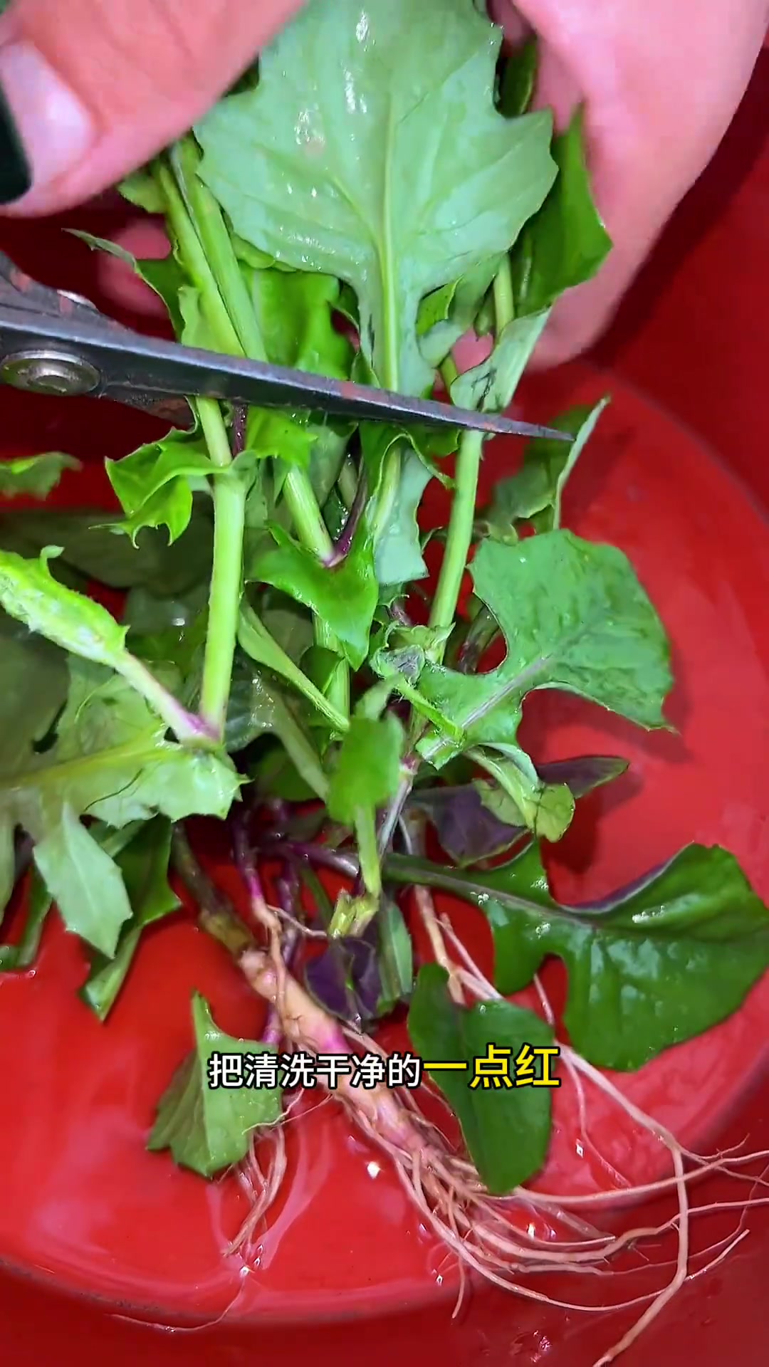 一点红,紫背叶野菜与凉茶材料的多重用途