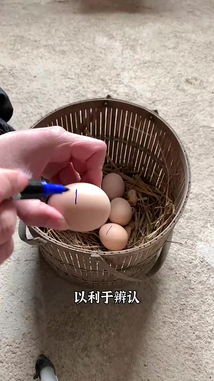 中国最古老的斗鸡你见过吗?我要孵化中原斗鸡啦!