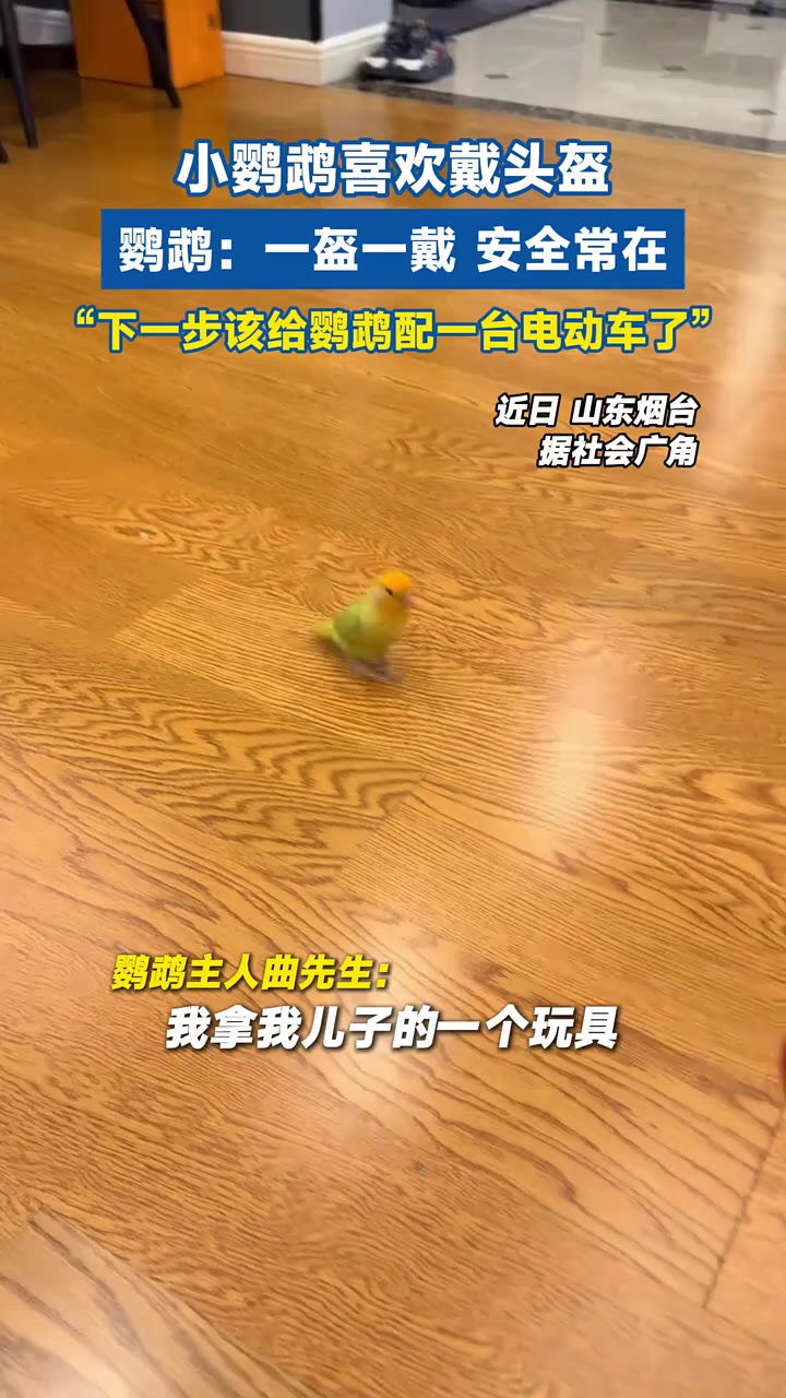 小鹦鹉喜欢戴头盔,鹦鹉:一盔一戴,安全常在。“下一步该给鹦鹉配一台电动车了”