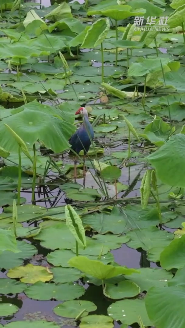 洱海源头:荇菜花开 水雉飞舞