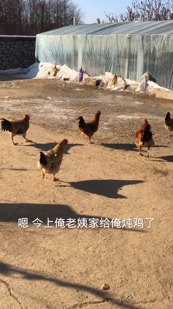 俺们辽宁庄河山区里的大骨鸡你知道吗