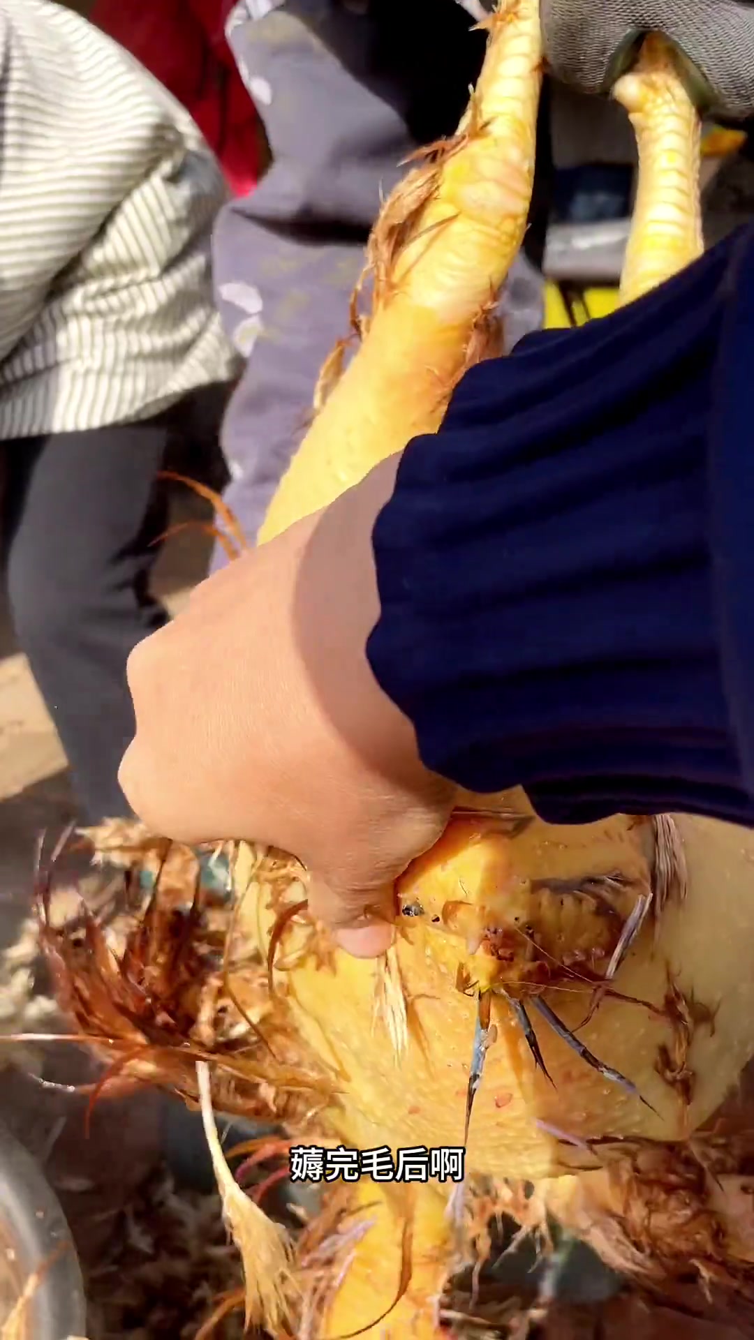 万万没想到,把大公鸡放进65度的开水中,出来拔大粗毛很治愈,1分钟视频带你看看东北杀鸡全过