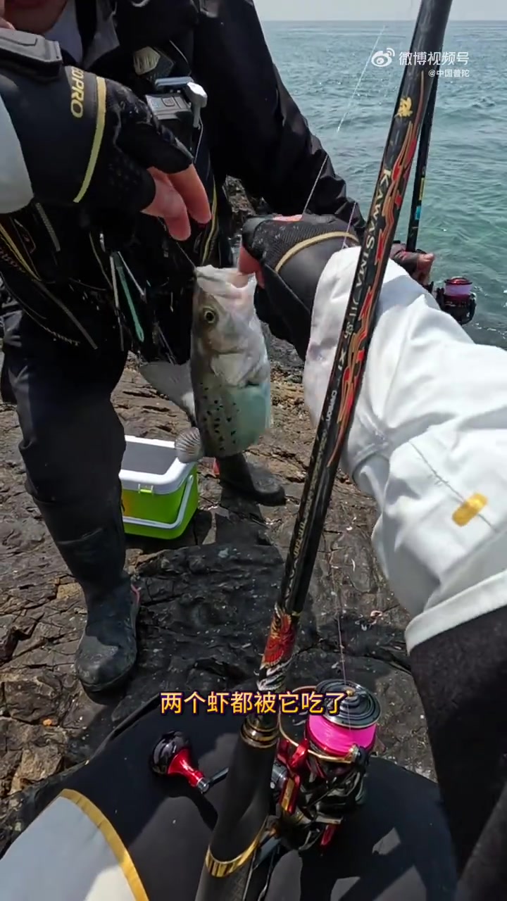 抛竿时还在感慨“人生如笼”,下一秒鱼漂突然沉水——鲈鱼带着虾饵猛窜,竿尖直接画出弧线!和朋