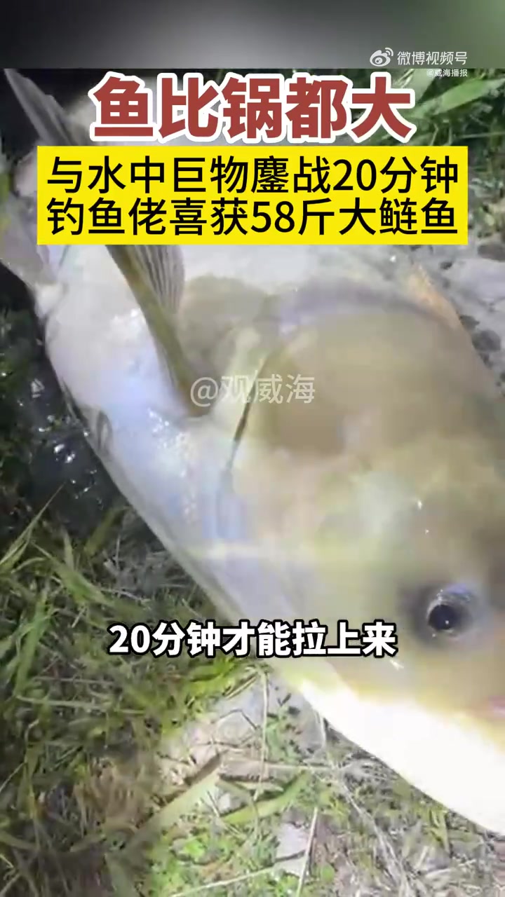 5月20日,山东威海。男子钓到58斤巨鲢,花费20分钟才拉上岸,体长约1.3米。他躺下跟鱼