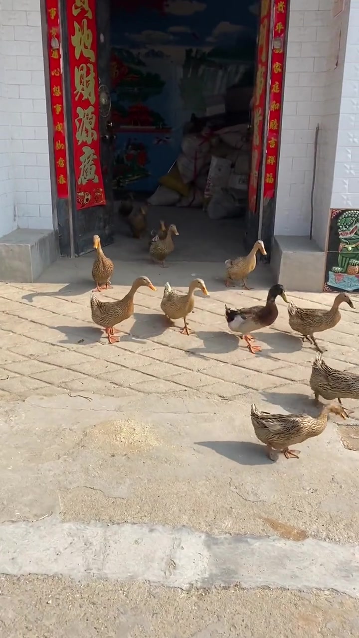 一只黑嘴鸭,天生大嗓门!