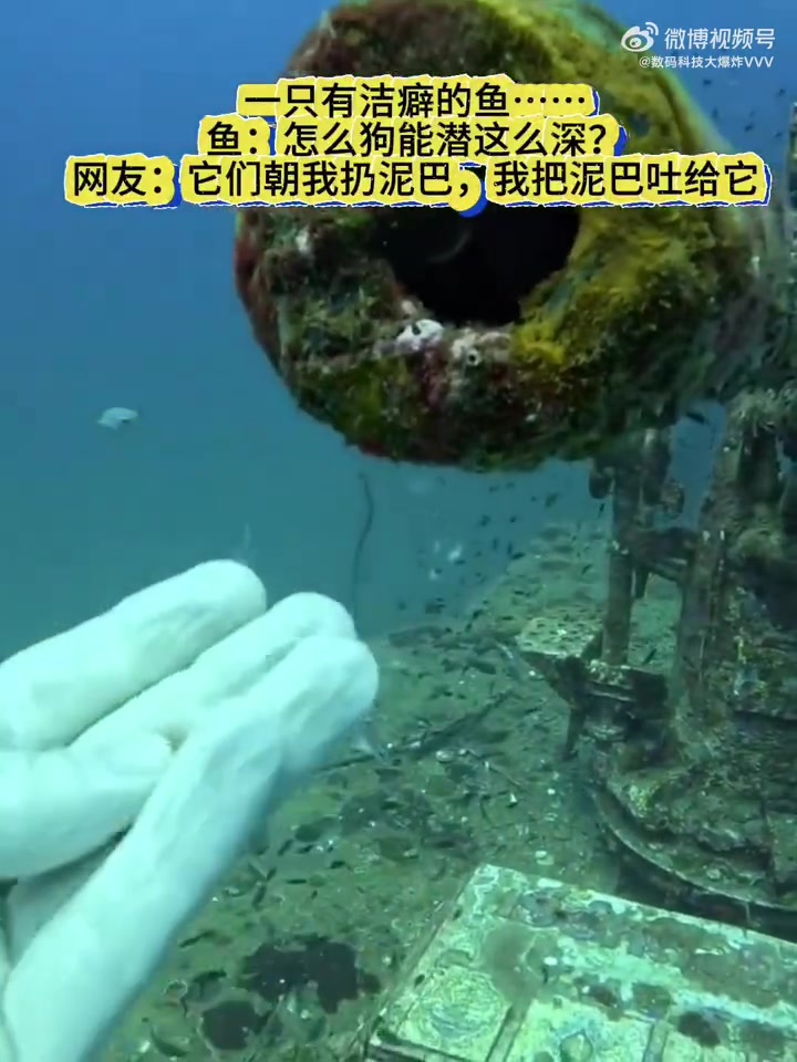 一只有洁癖的鱼……鱼:怎么狗能潜这么深?网友:它们朝我扔泥巴,我把泥巴吐给它