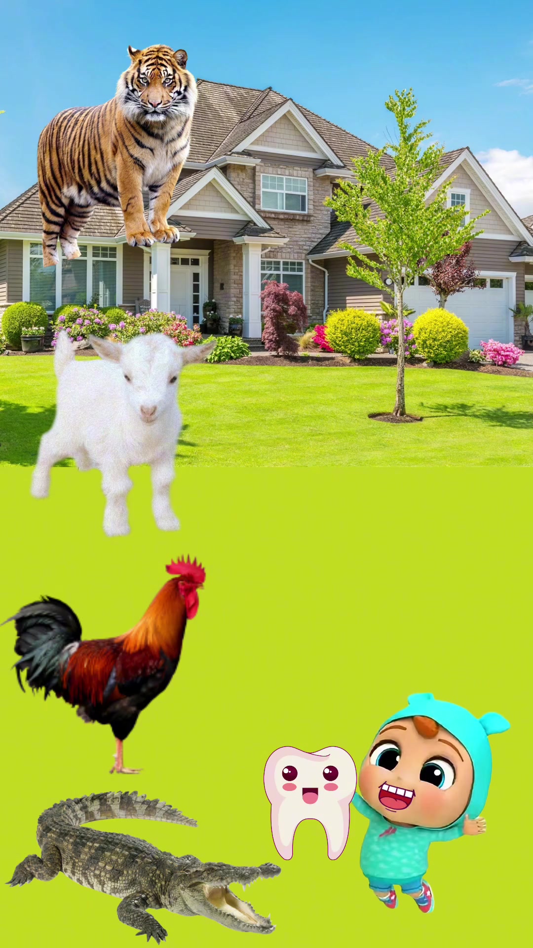 老虎小羊羊公鸡鳄鱼牙齿问答,鳄鱼让帮忙装牙