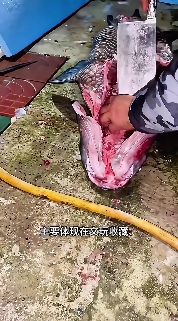 青鱼石是干嘛用的，这个视频告诉大家