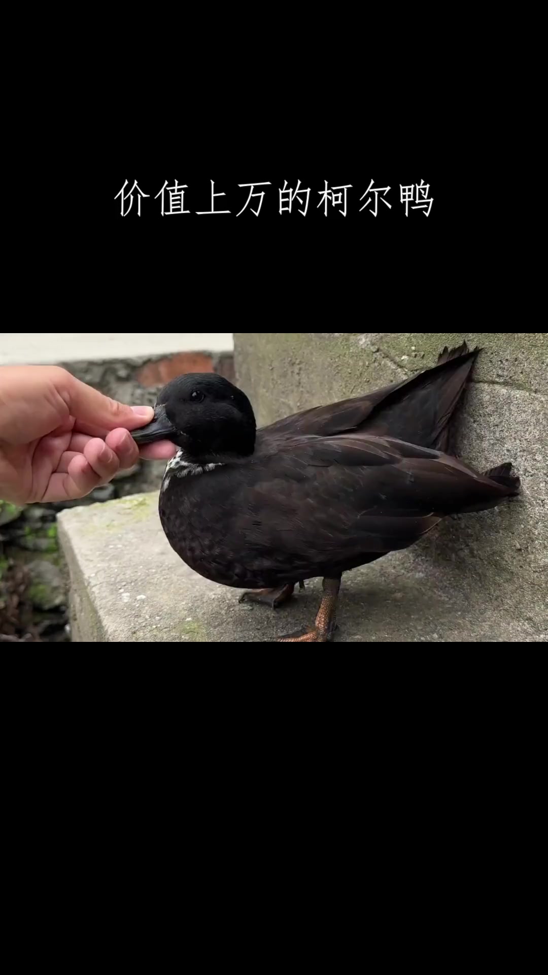 价值上万的柯尔鸭