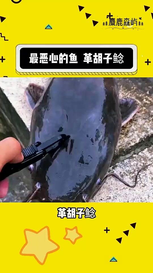 革胡子鲶鱼被誉为世界上最令人恶心的鱼类