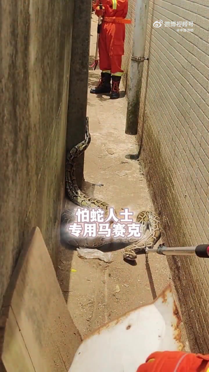 海口一鸡舍惊现重约20斤的大蟒蛇,偷吃一鸡后躲围墙边上“躺平”休息。海口消防 刚一赶到,旁