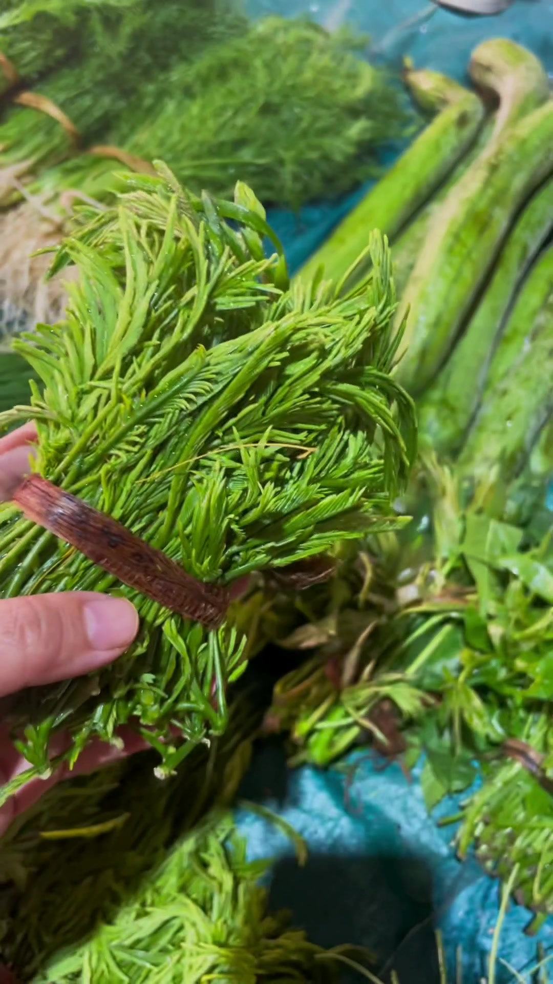 云南的野菜都是怎么吃呢?