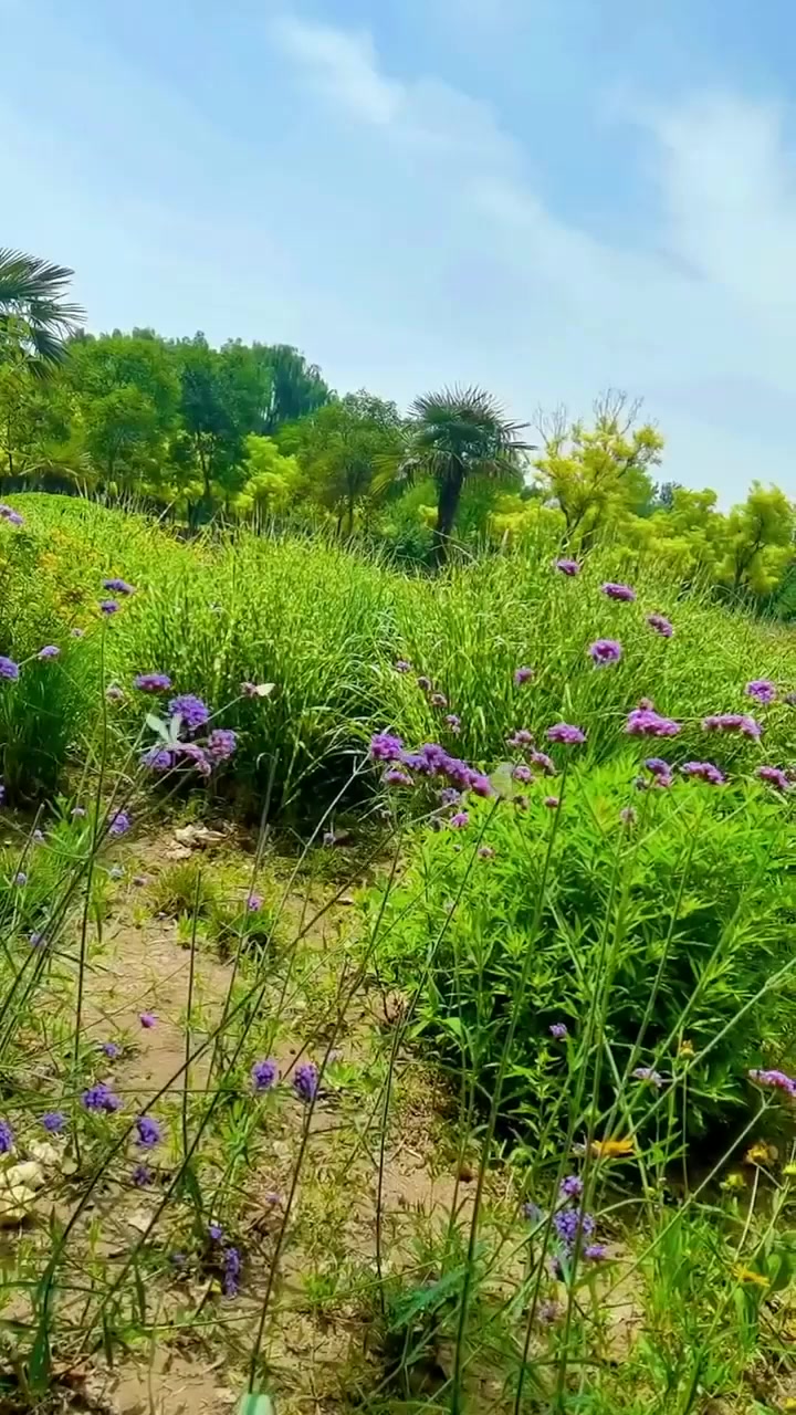 端午旅行,柳叶马鞭草花开娇艳,蝴蝶在花丛中飞舞者,与花相映构