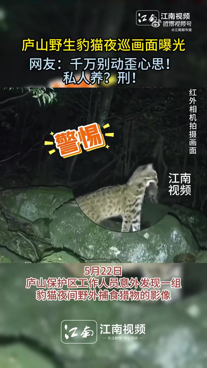 5月22日,庐山保护区工作人员意外发现一组豹猫夜间野外捕食猎物的影像,画面显示,一只豹猫嘴