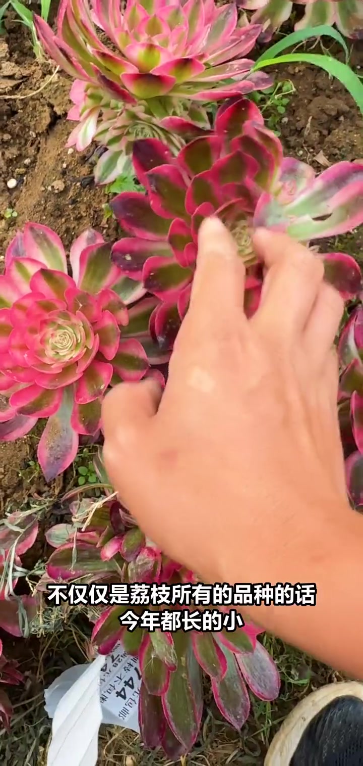 今年荔枝产量减少，博雅姐姐直播间揭秘原因