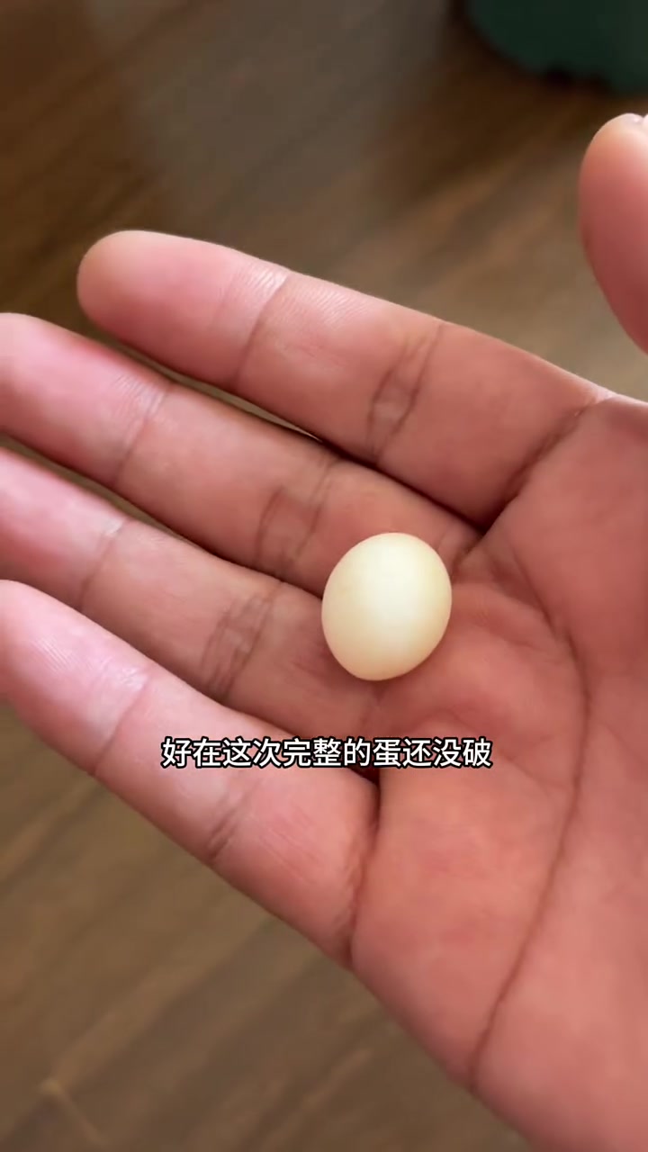 我的虎皮鹦鹉终于下蛋啦……