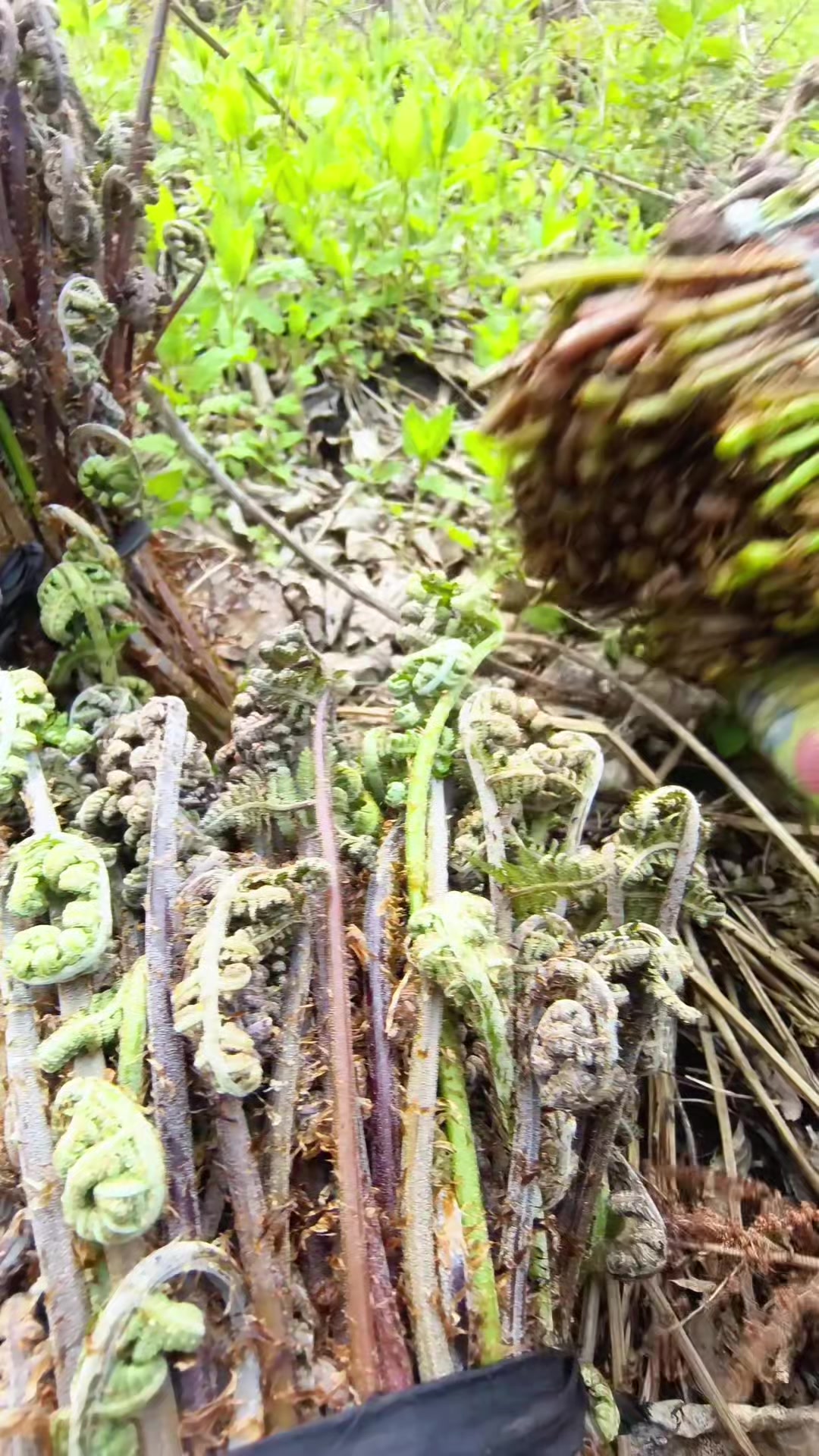 东北山野菜“猴腿儿”!