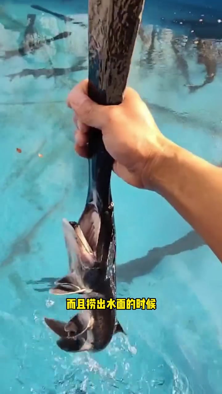 便宜又好养的八大猛鱼 水族 观赏鱼
