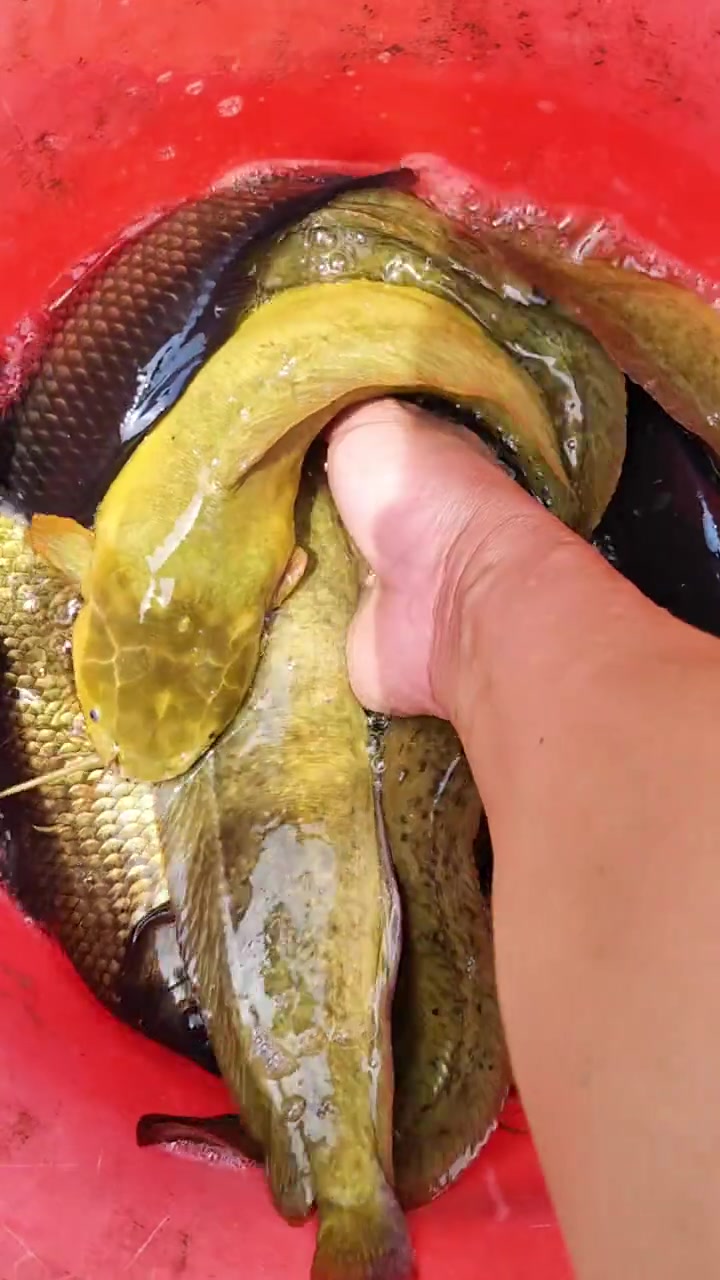 放水抓黑鱼,本地塘角鱼,鲫鱼