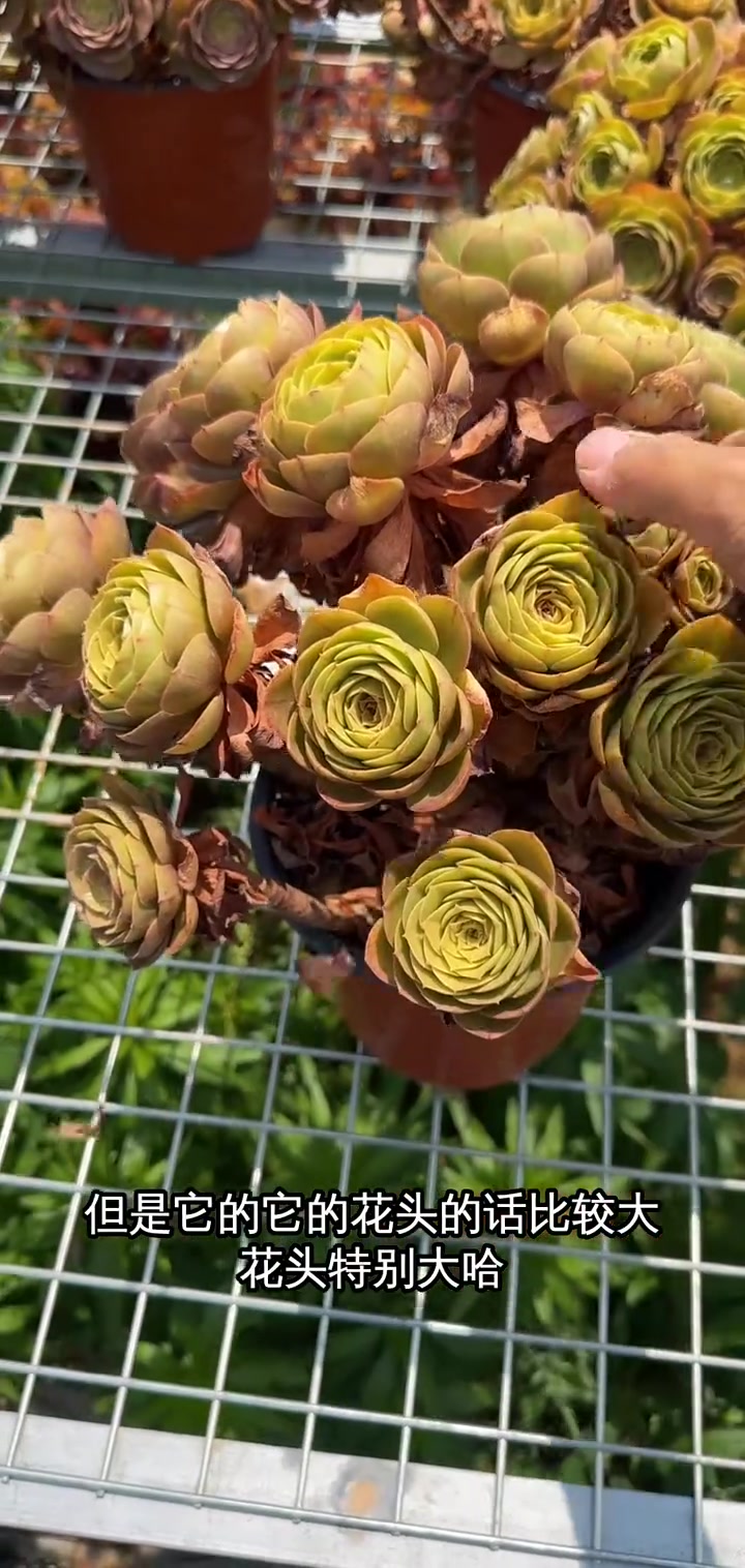 超大颗黄金沙拉碗,35块8一颗,超级好养,快来抢购!