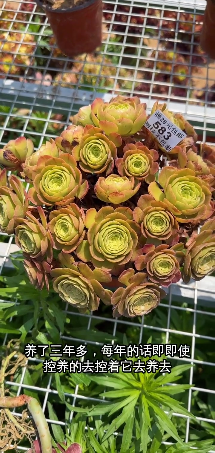 限量版万圣节沙拉碗套装,16块8超值优惠,快来抢购!