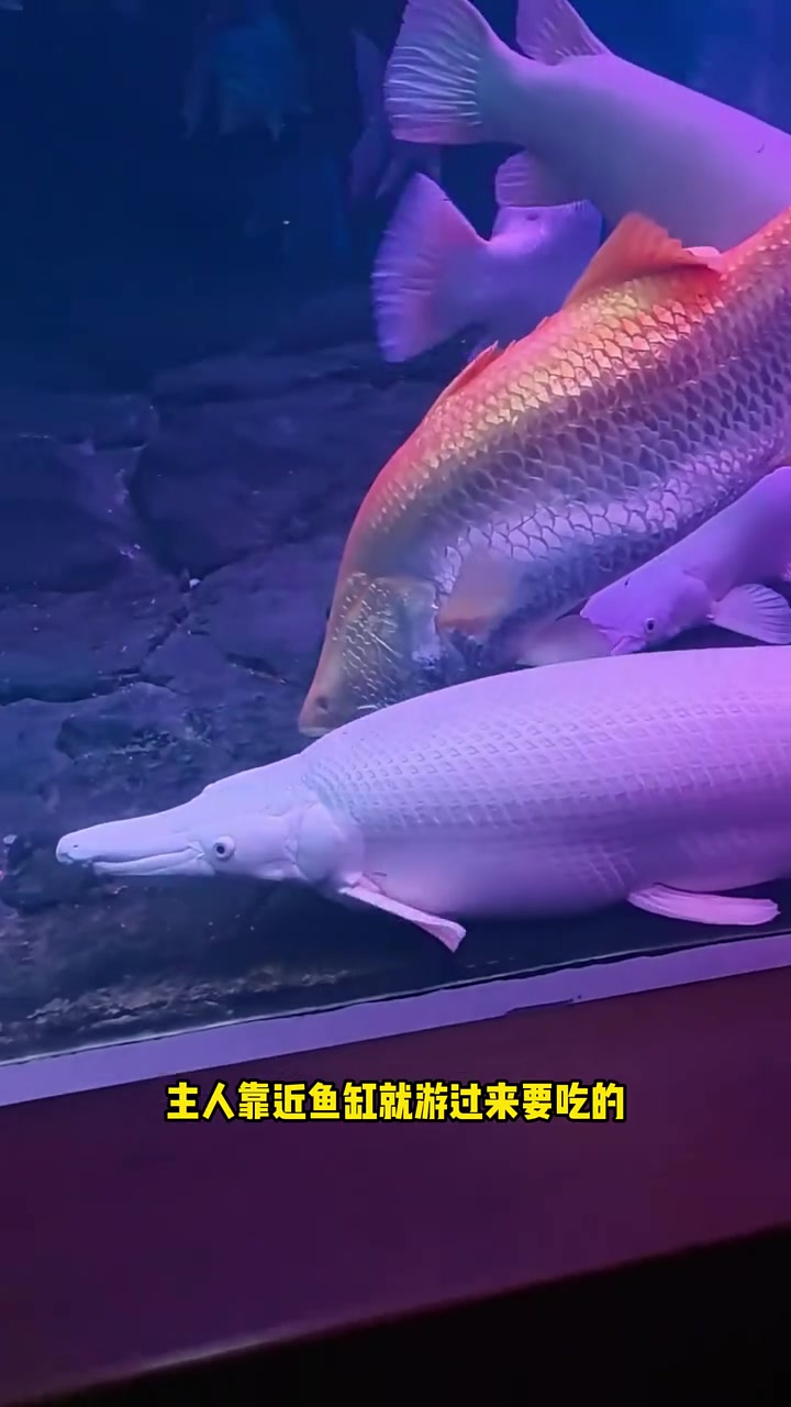 白化幽灵火箭鱼 水族 观赏鱼