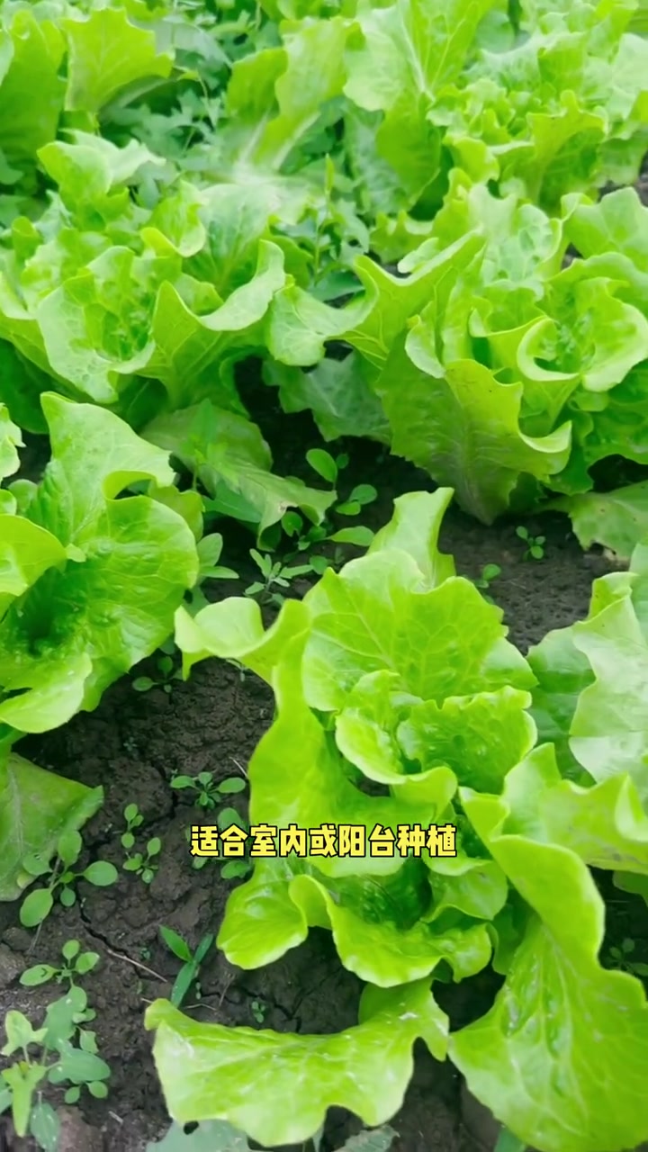 这几种蔬菜种在阳光不好的地方也能长得很好