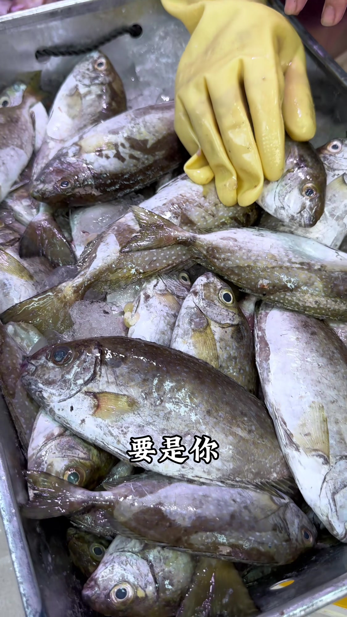 这些鱼，你都认识吗，它们叫什么名字