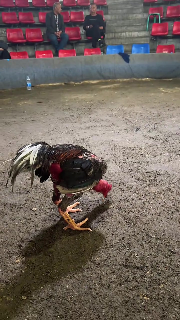 斗鸡种蛋活体鸡苗