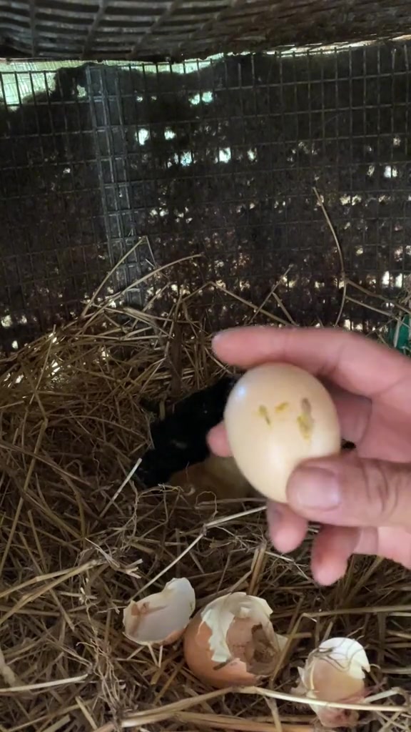 感谢网友寄来婆罗门种蛋，老抱成功孵出两只小鸡崽儿