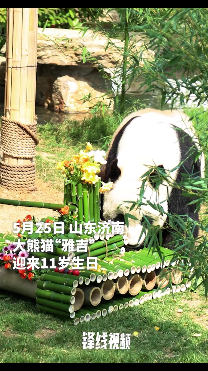 萌！大熊猫“雅吉”11岁生日，动物园送上十斤重竹子萝卜蛋糕