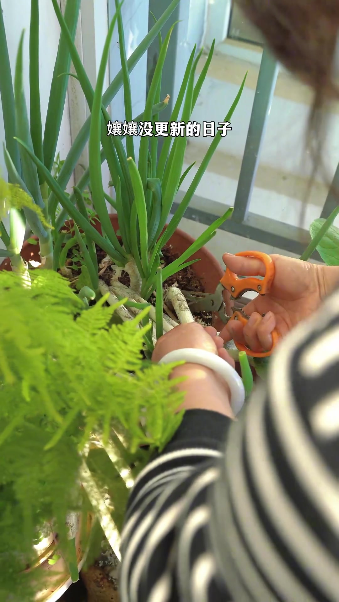 上星期腌的爆腌肉，今天能炒着吃了，这样更香