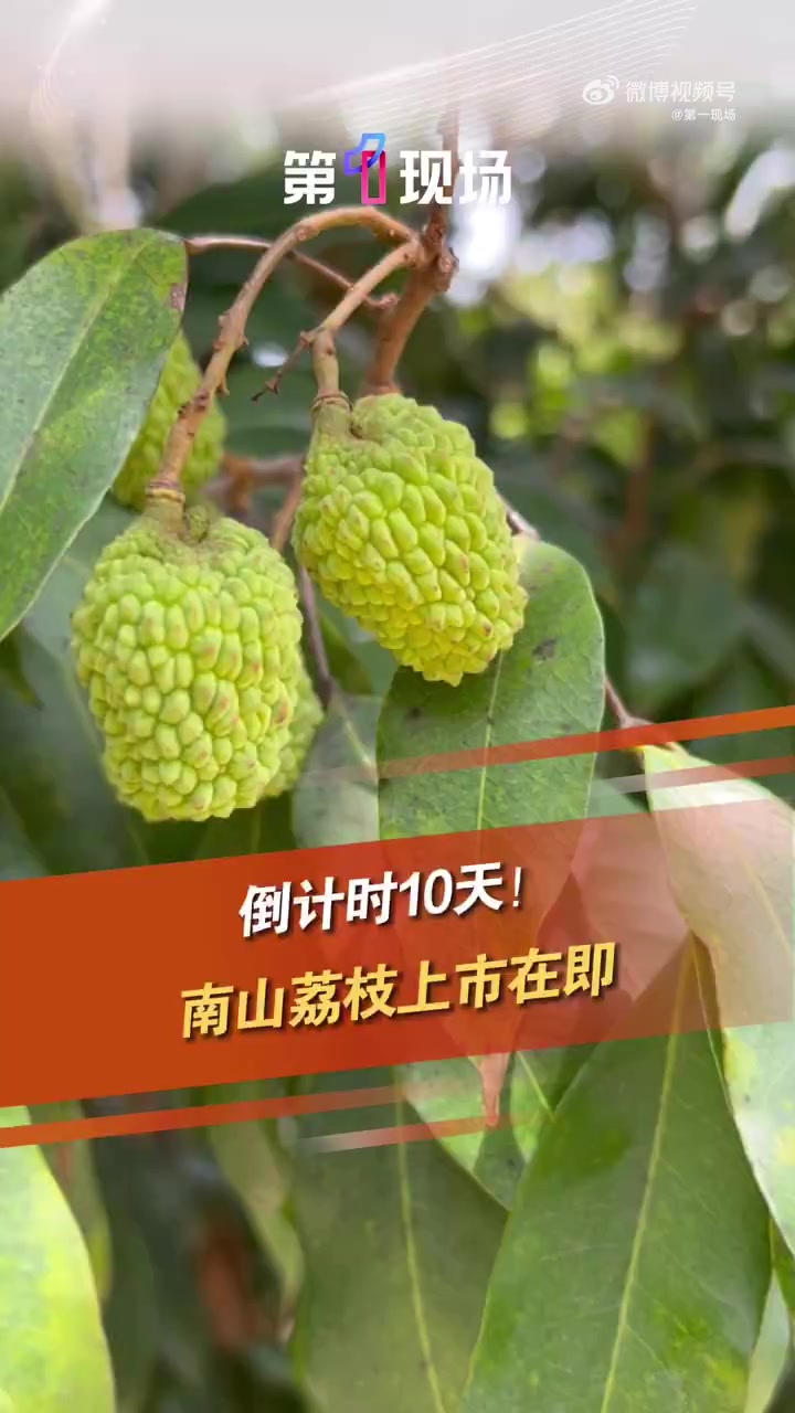 「妃子笑甜蜜套餐正在派送中 预计还有10天上市!」深圳一地荔枝产量将达5000吨 这些天,