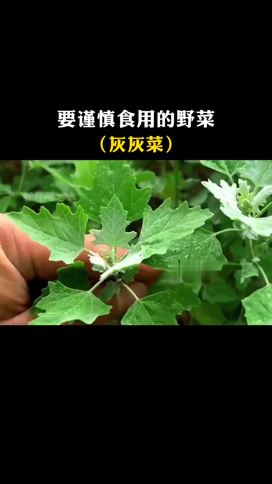 春天里的灰灰菜你吃过吗？切记，它有两个品种，其中一种不可以食用的