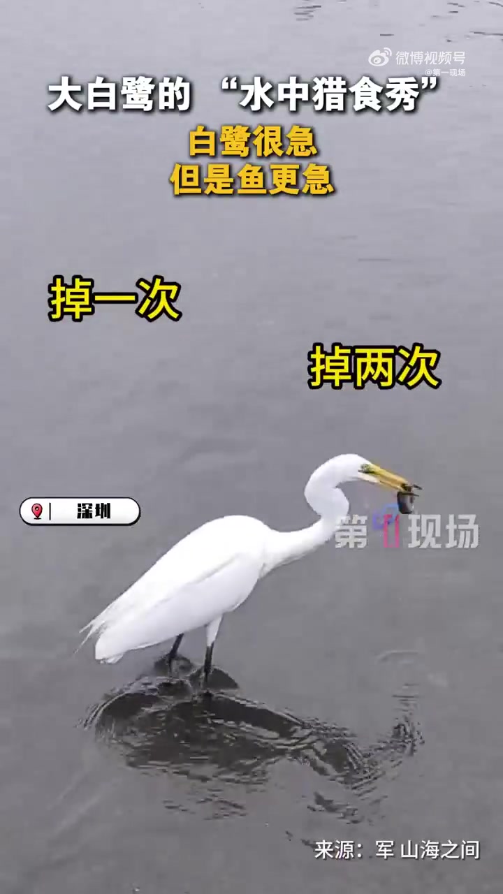 「鱼:你到底吃不吃?网友偶遇深圳白鹭干饭被急死」深圳白鹭捕鱼场面太逗了 5月27日,广东深