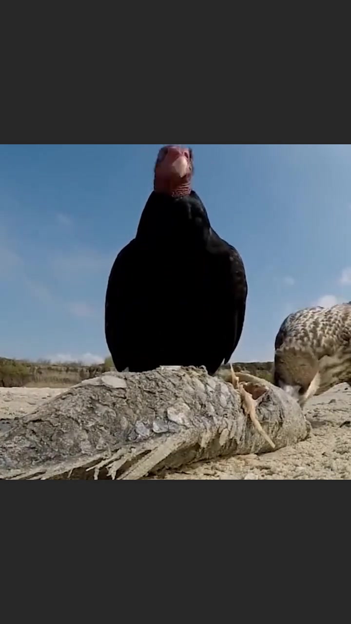 东北人爱吃“臭鱼”?东北 东北人 正能量