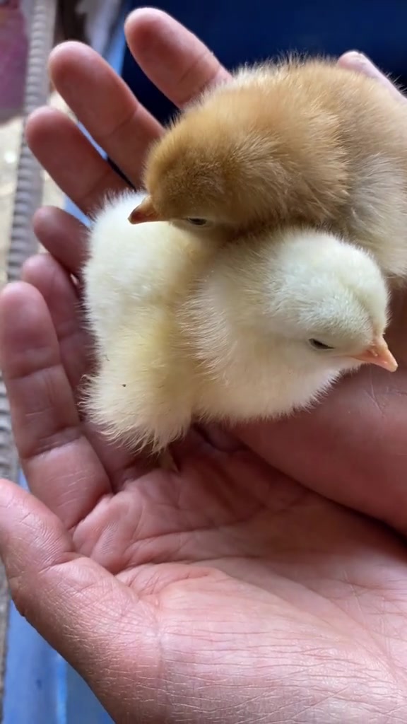 网友寄来婆罗门种蛋，老抱孵出两只超可爱的鸡