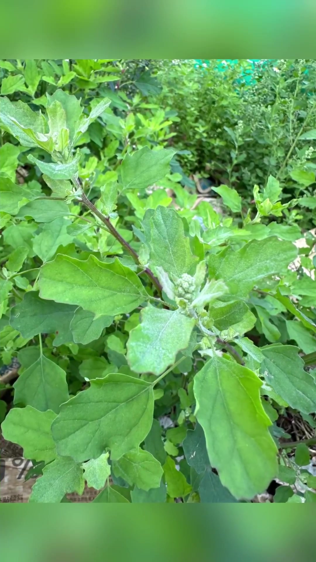 藜，又叫灰灰菜，你的家乡有吗，你们叫它什么
