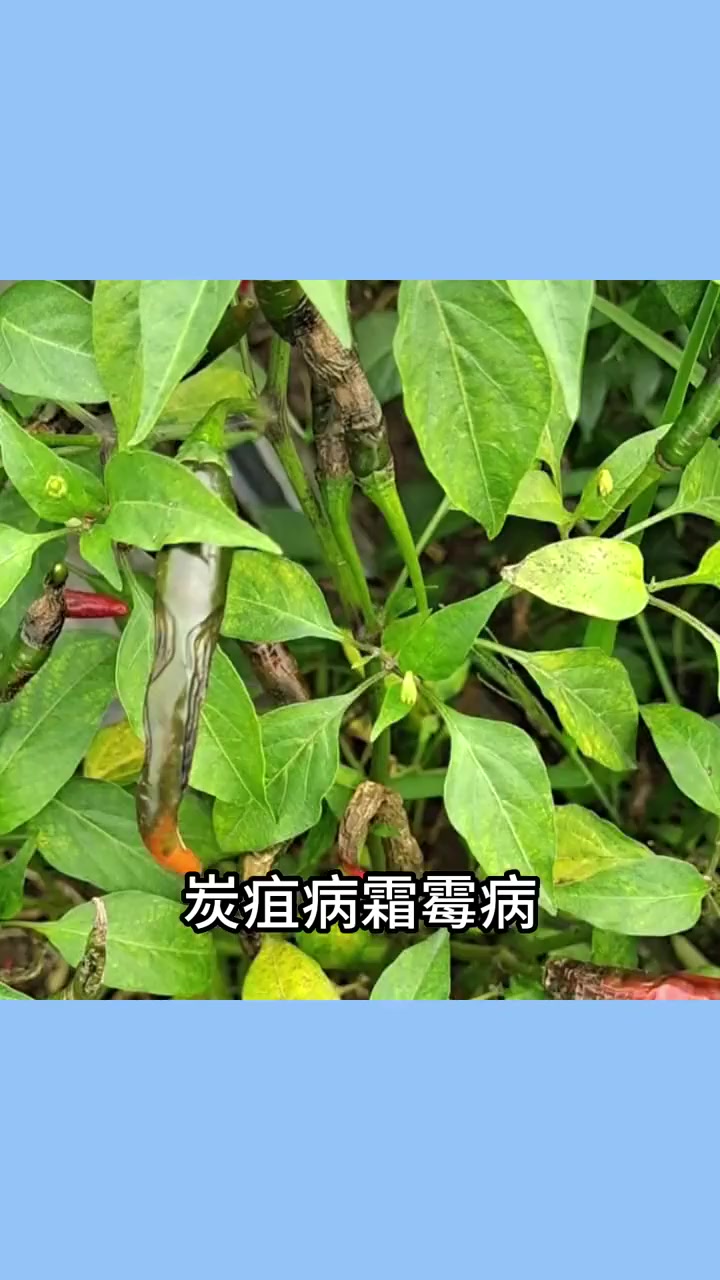 小苏打农业妙用防虫防病还增产,农业种植